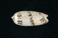 藏品(蠟燭榧螺)的圖片